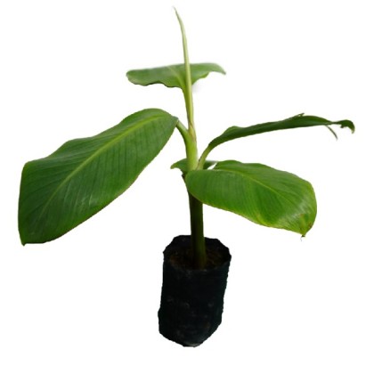 Pisang Berangan (Kultur Tisu)